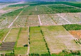 وزیر جهادکشاورزی: تمام اراضی کشاورزی تا ۴سال آینده سنددار می‌شود