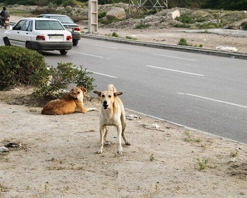 تاخت و تاز سگ های ولگرد در کازرون و به ستوه آمدن شهروندان