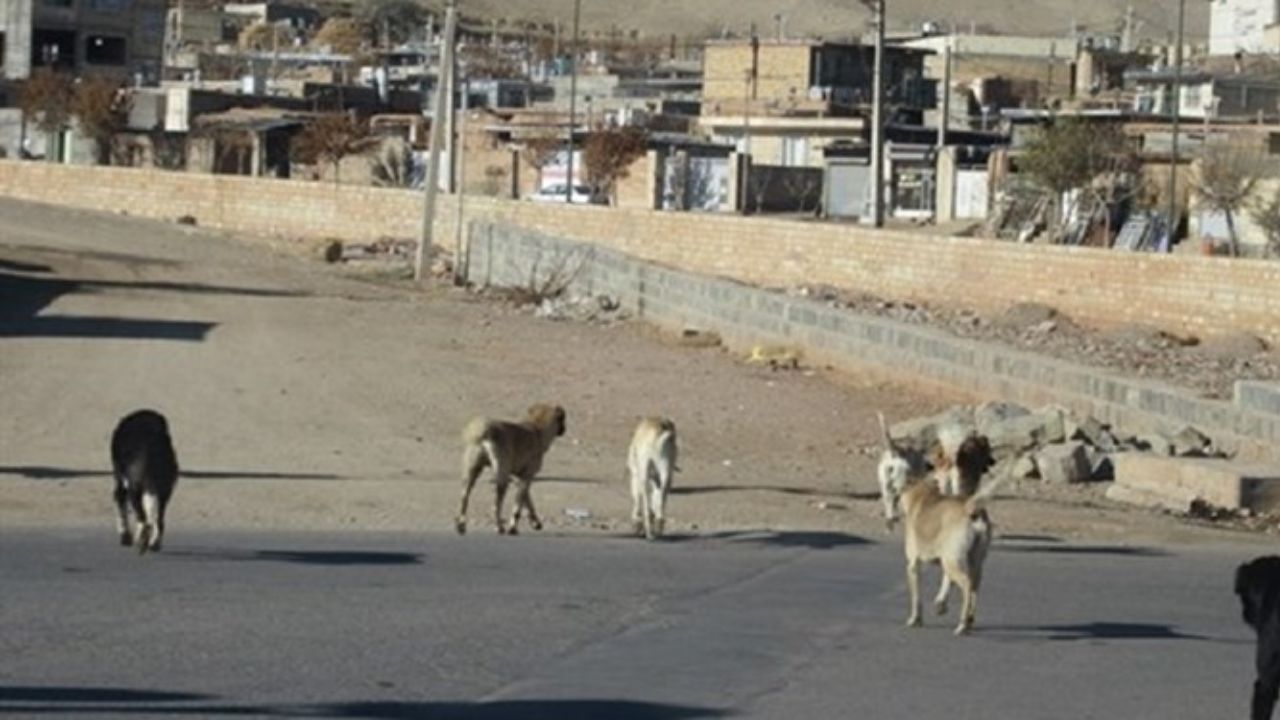 افزایش بی سابقه جمعیت سگ های ولگرد در شهر شیراز