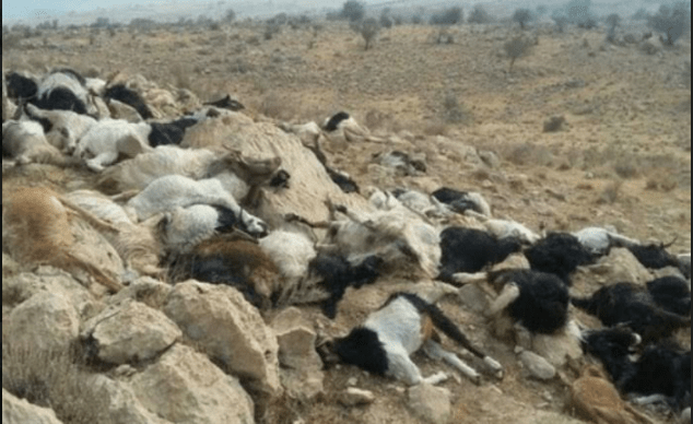کشتار ناگهانی گله گوسفندان در فراشبند+عکس