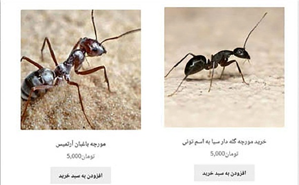 خرید و فروش اینترنتی مورچه گله دار ! + عکس