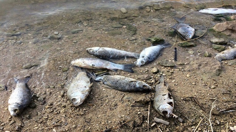 مرگ خاموش هزاران ماهی و بی توجهی محیط زیست در عسلویه