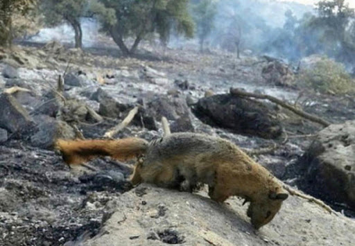 آسیب های وارد شده به گونه‌های جانوری در آتش سوزی خائیز زیاد است