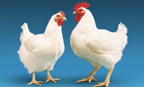 نامه مرغداران گوشتی به خاوازی: قیمت اصلاح نشود،تولید کاهش می‌یابد