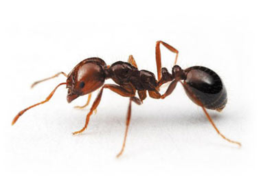 روش‌های طبیعی و ساده برای از بین بردن مورچه‌ها