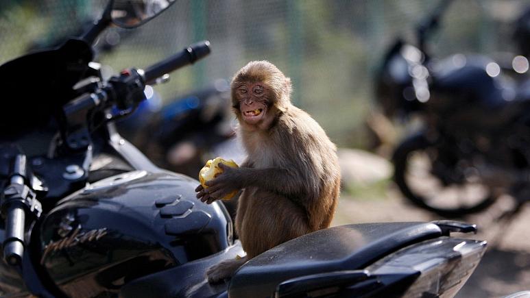 بازداشت دو نفر به اتهام همدستی با میمون ها در جیب زنی