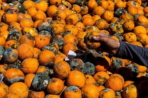 تایید فاسد شدن هزاران تن سیب و پرتقال در سردخانه ها