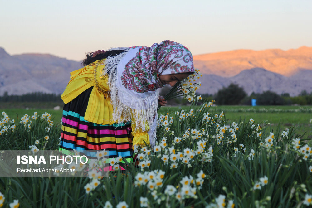 نرگس زارهای زیبای اسیر گله‌دار در استان فارس