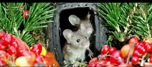 زندگی شاهانه موش ها در دهکده ای با امکانات لاکچری+فیلم