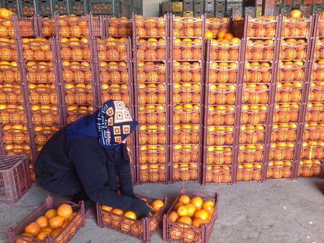 فساد بیش از ۶۰۰ هزار تن سیب و پرتقال در سردخانه های کشور/ ناچار باید دفن شوند