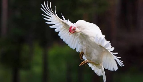 درخواست از روحانی برای عذر خواهی بخاطر پرواز مرغ