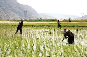 چهار برابر شدن کشت برنج در اوج بحران خشکسالی در استان فارس
