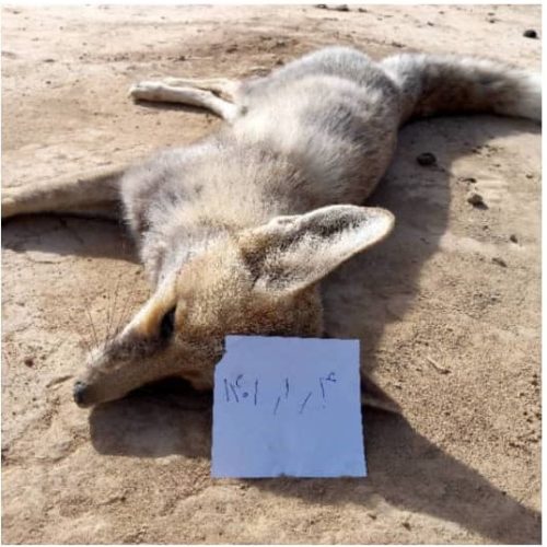 جزئیات کشتار فجیع چند روباه در زرین دشت فارس+عکس