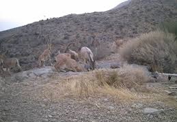 افزایش جمعیت وحش منطقه شکار ممنوع کوه هوا و تنگ خور در جنوب فارس
