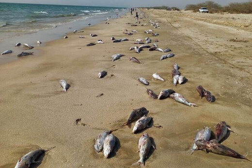 علت مشاهده لاشه گربه ماهی‌ها در ساحل مقسای جاسک