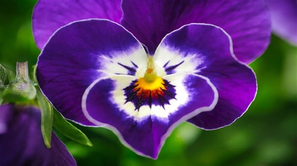 ۱۰ گل زیبا برای کسانی که عاشق رنگ بنفش هستند + تصاویر