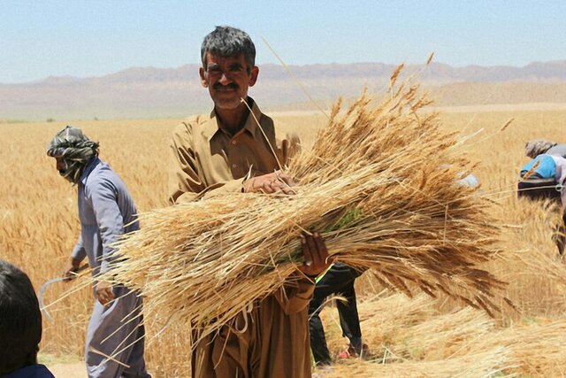 ابلاغ قیمت خرید تضمینی گندم توسط وزیر جهاد کشاورزی