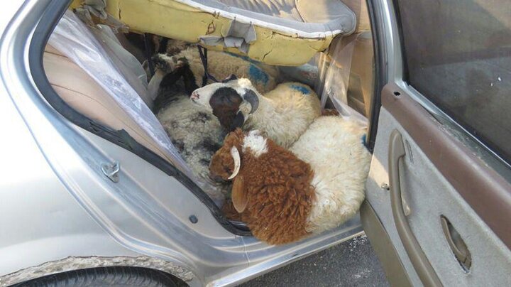 تعقیب و گریز گوسفندان لاکچری در جنوب استان فارس