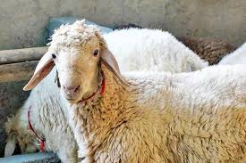 کشف بقایای یک گوسفند مومیایی باستانی در زنجان+جزئیات