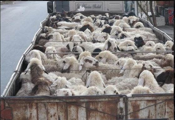 پایان سفر گوسفندان کامیون سوار در داراب